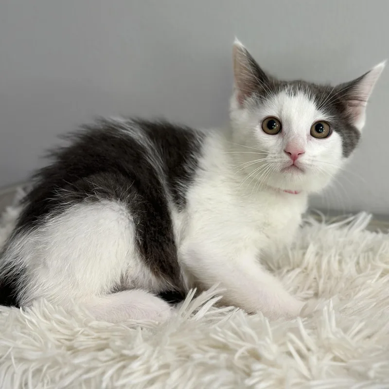 A baby medium-sized female Gray & White Domestic Short Hair cat named Aj for adoption in Victor, NY