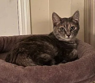 Sterling thumbnail 2