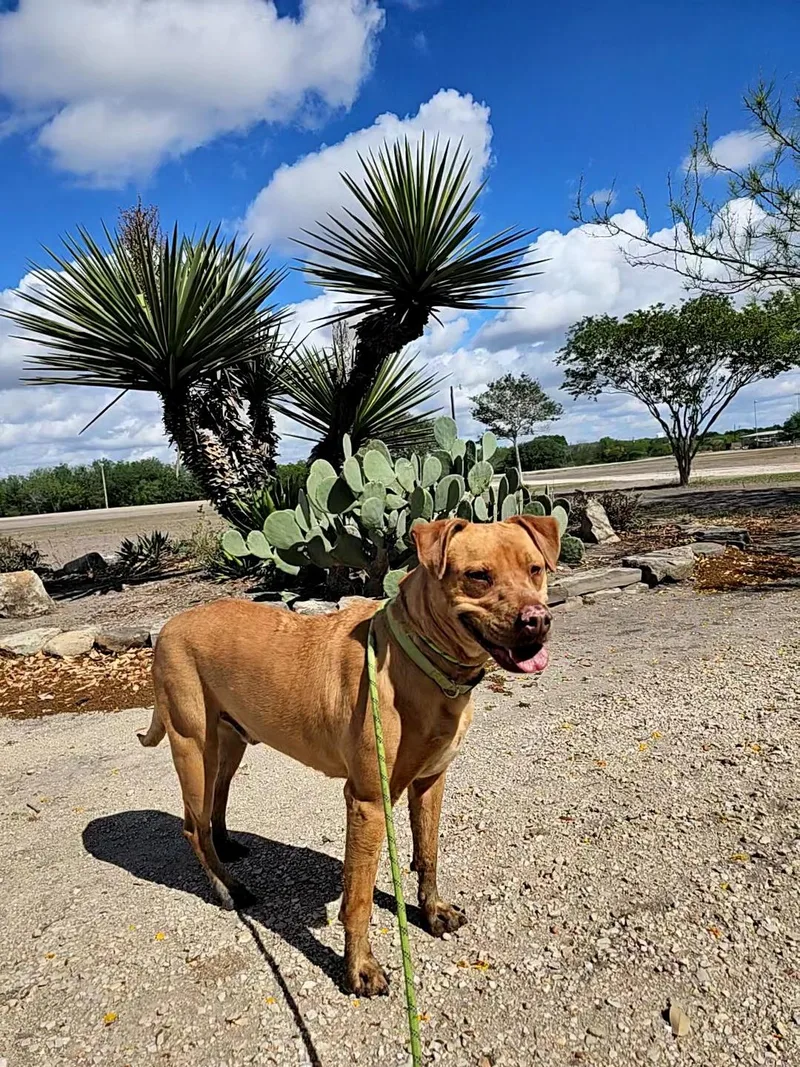 An adult medium-sized male Golden Labrador Retriever dog named Trooper for adoption in Kenedy, TX