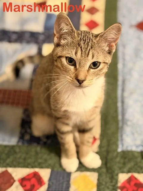 A baby small-sized female Torbie cat named Marshmallow for adoption in North Billerica, MA