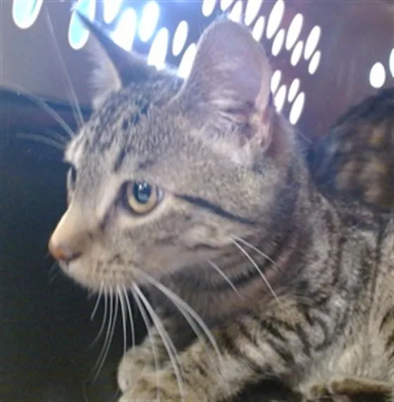 A young medium-sized male Domestic Short Hair cat named Scorzonera for adoption in Louisville, KY