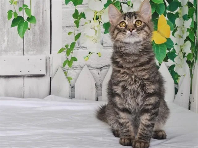 A young small-sized male Domestic Short Hair cat named Harry for adoption in Oroville, CA