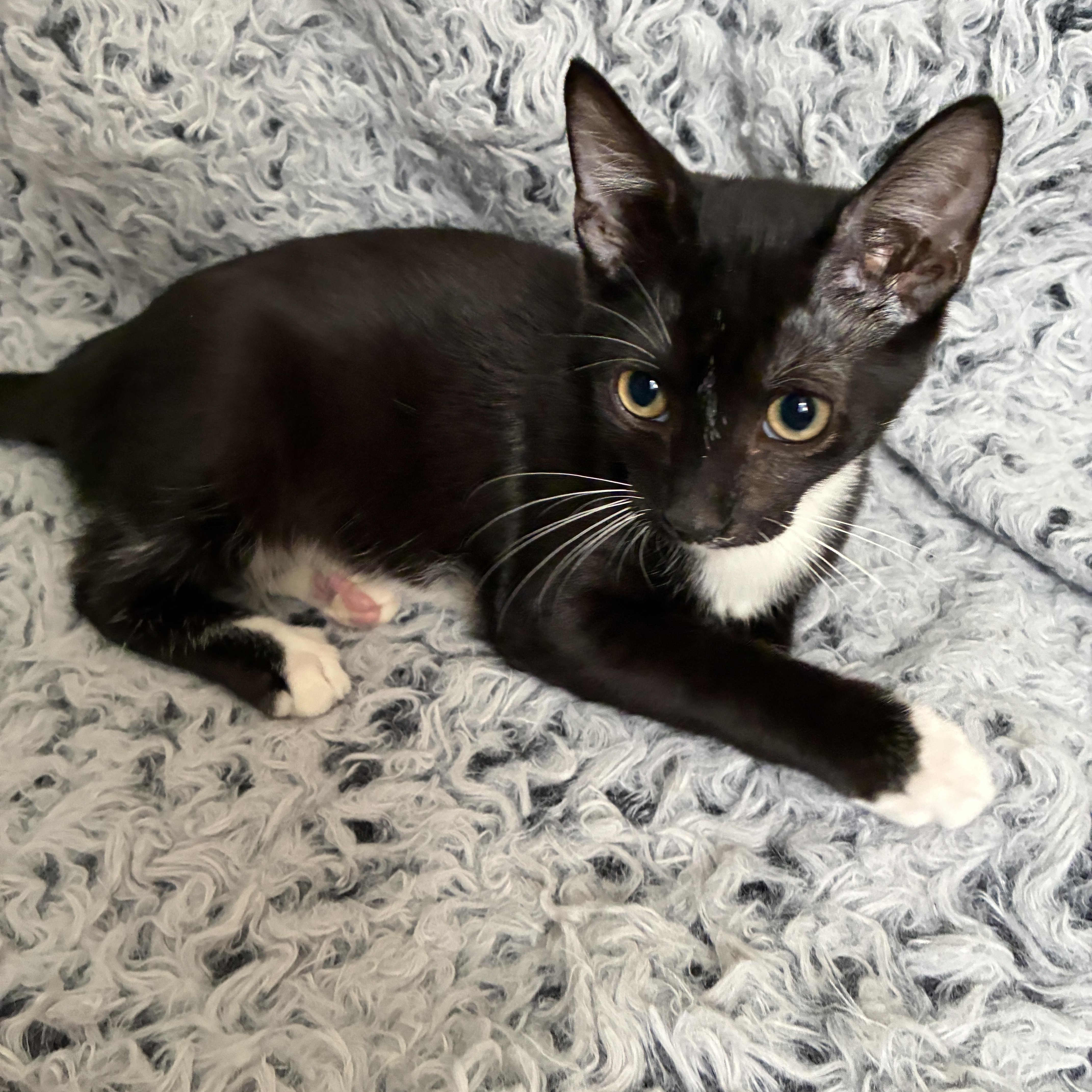 A baby medium-sized male Black & White / Tuxedo Domestic Short Hair cat named Cajun for adoption in Houston, TX