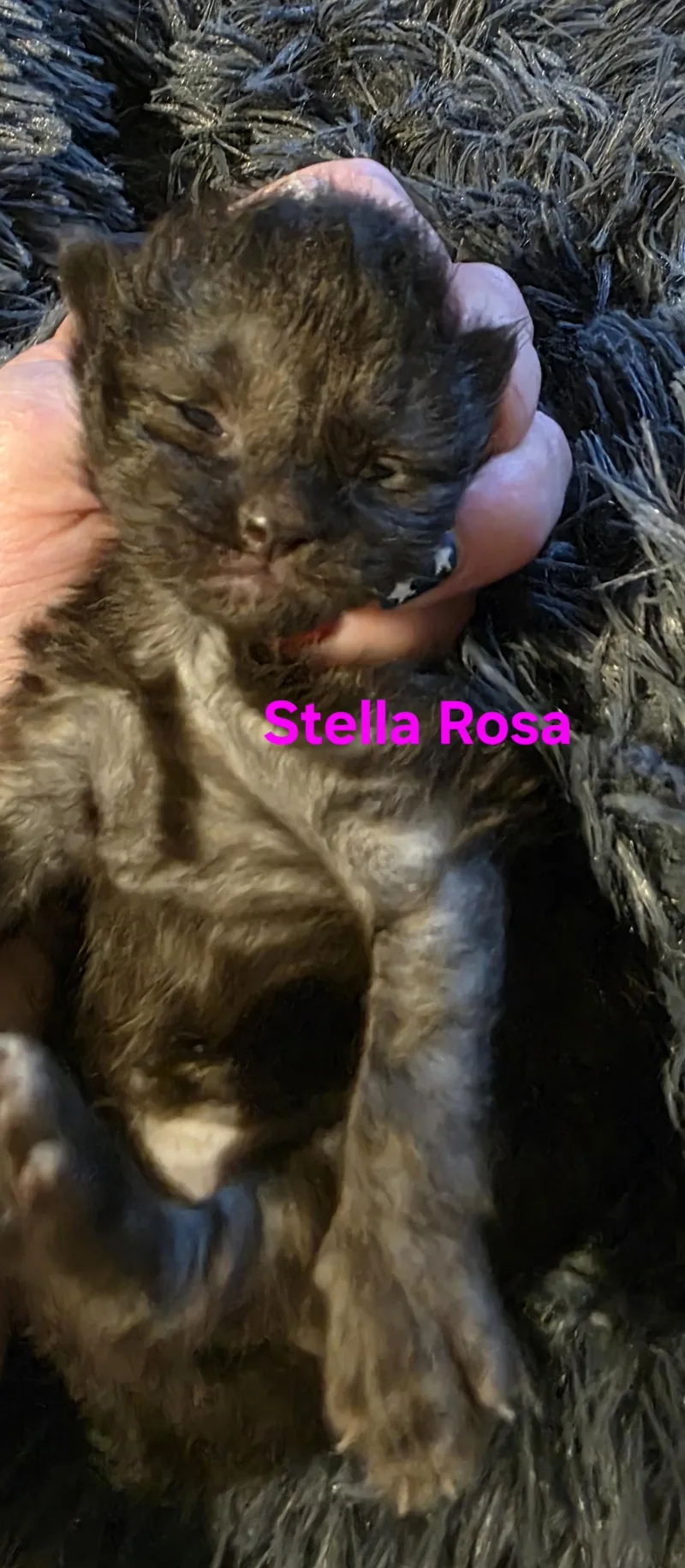 A baby medium-sized female Tabby (Brown / Chocolate) Domestic Short Hair cat named Stella Rose for adoption in Jamesville, NY