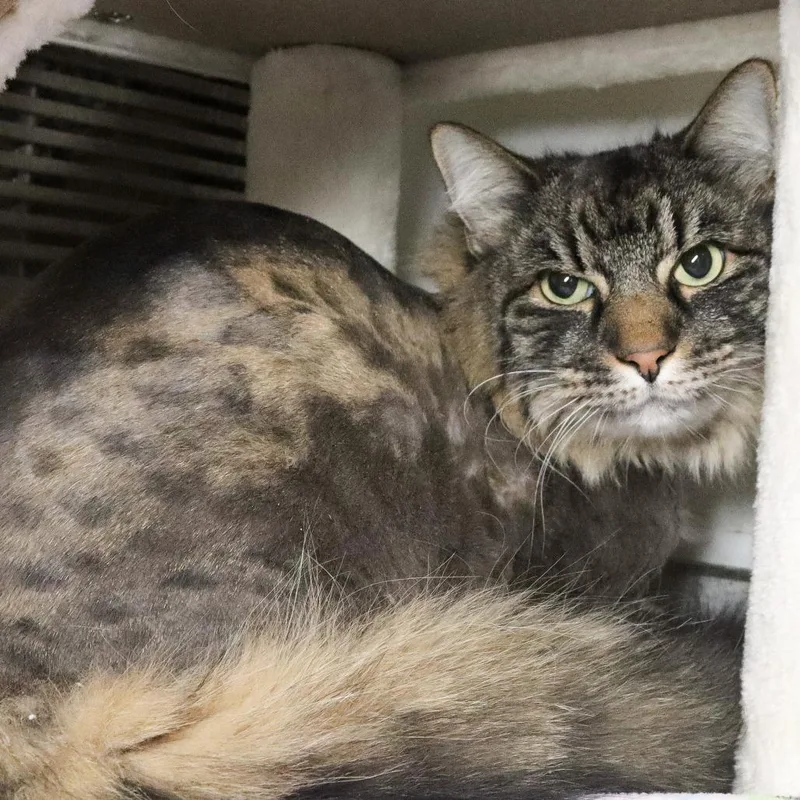 An adult large-sized male Brown / Chocolate Domestic Long Hair cat named Pine for adoption in Murray, UT
