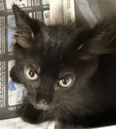 A baby small-sized male Domestic Short Hair cat named Ares for adoption in Chatsworth, CA