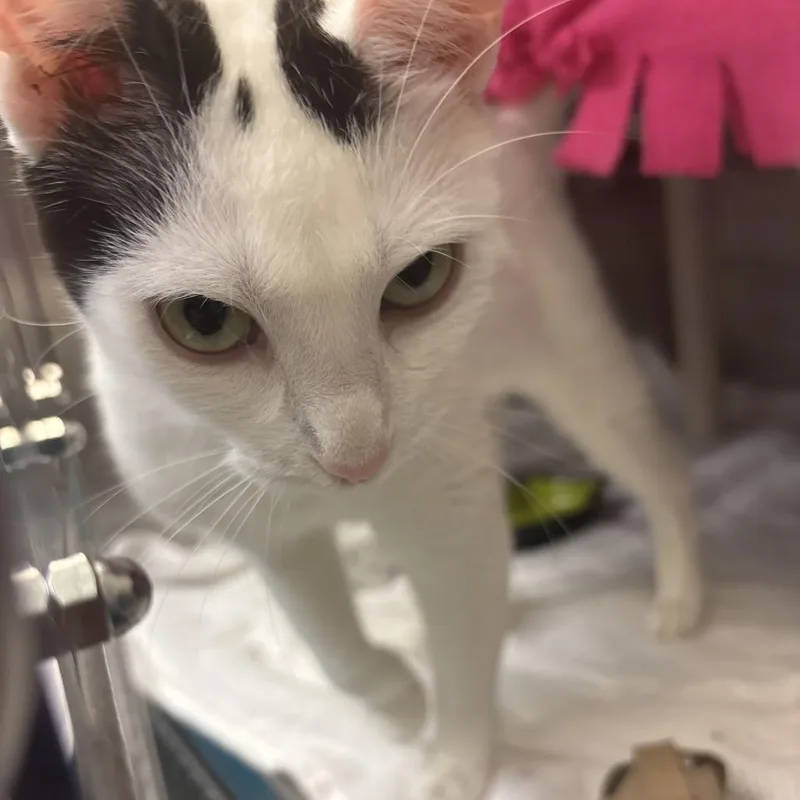 An adult medium-sized female White Domestic Short Hair cat named Lovie for adoption in Philadelphia, PA