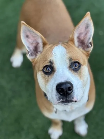 Torchy Taco thumbnail 2