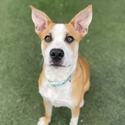 Torchy Taco thumbnail 3