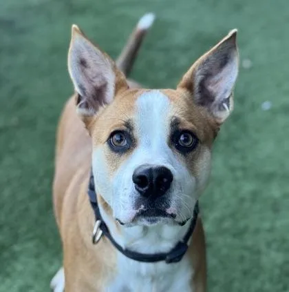 Torchy Taco thumbnail 4