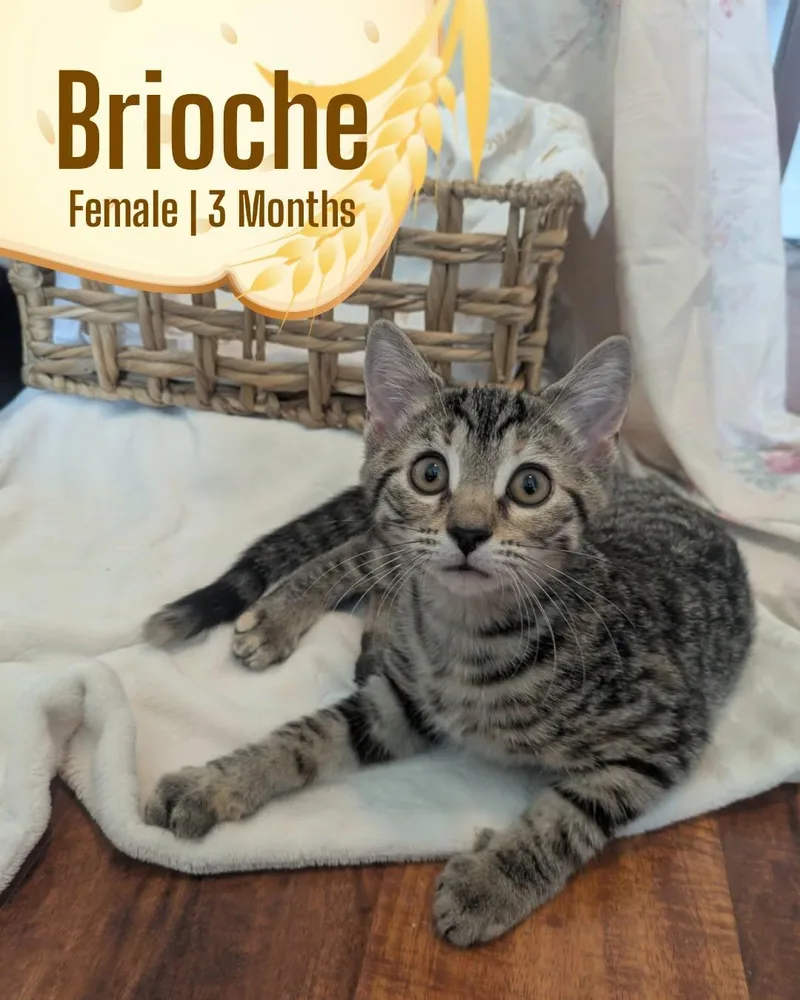 A baby medium-sized female Tabby (Buff / Tan / Fawn) Domestic Short Hair cat named Brioche for adoption in McDonald, PA