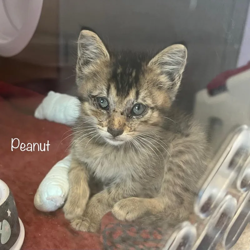 Peanut