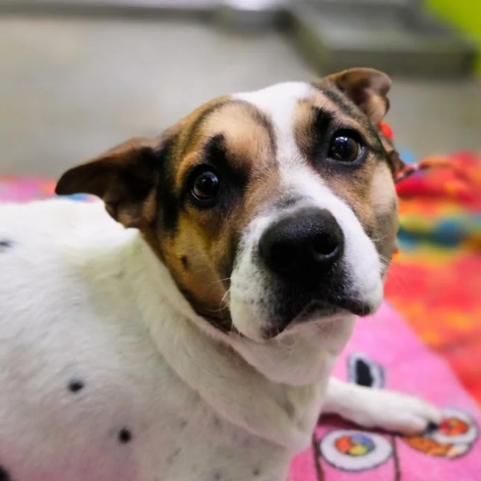 An adult medium-sized female Black Terrier dog named Bella for adoption in San Jacinto, CA