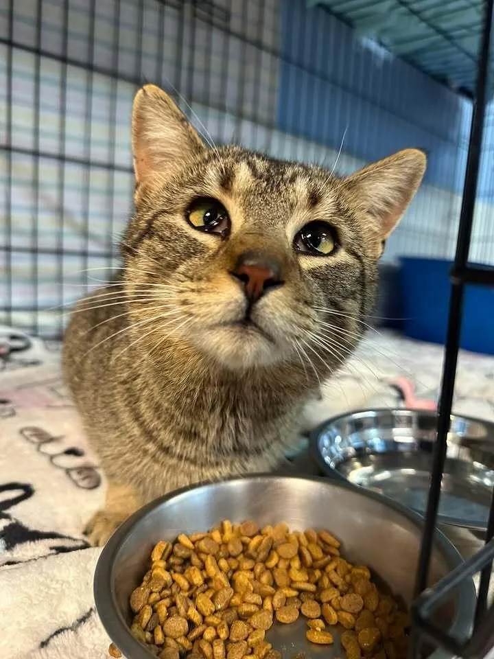 An adult medium-sized male Domestic Short Hair cat named Moose for adoption in Woodbridge, VA