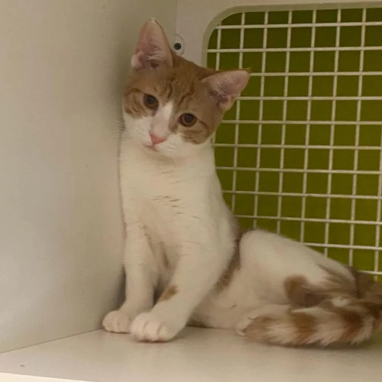 A baby small-sized female Domestic Short Hair cat named Cora for adoption in Tallahassee, FL