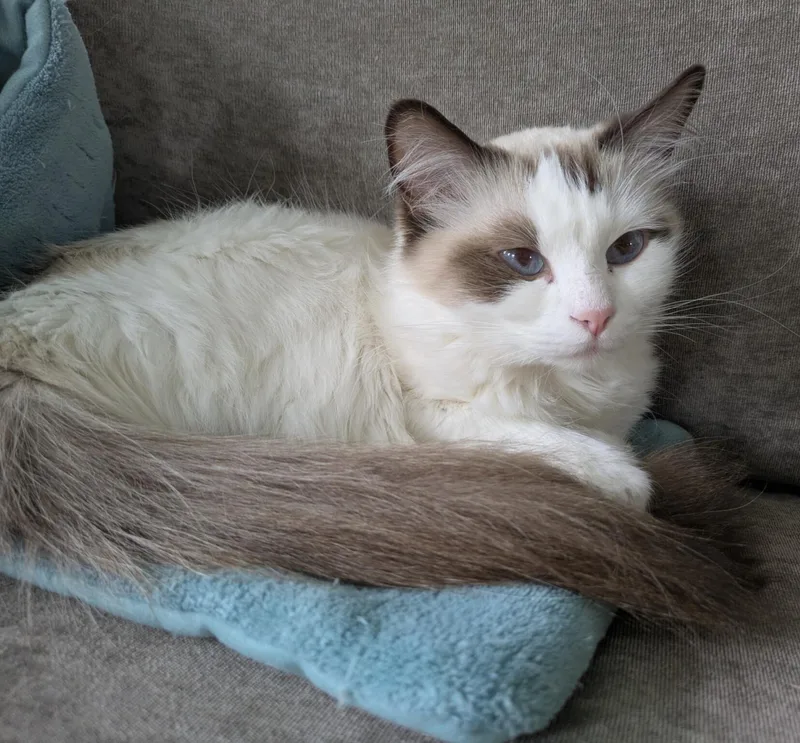 An adult medium-sized female Ragdoll cat named Cupcake for adoption in Kenosha, WI