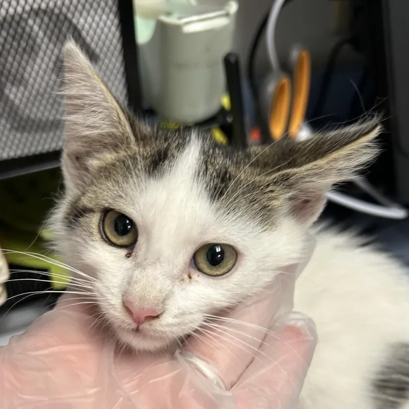 A baby small-sized female White Domestic Short Hair cat named Tilly for adoption in Charleston, WV