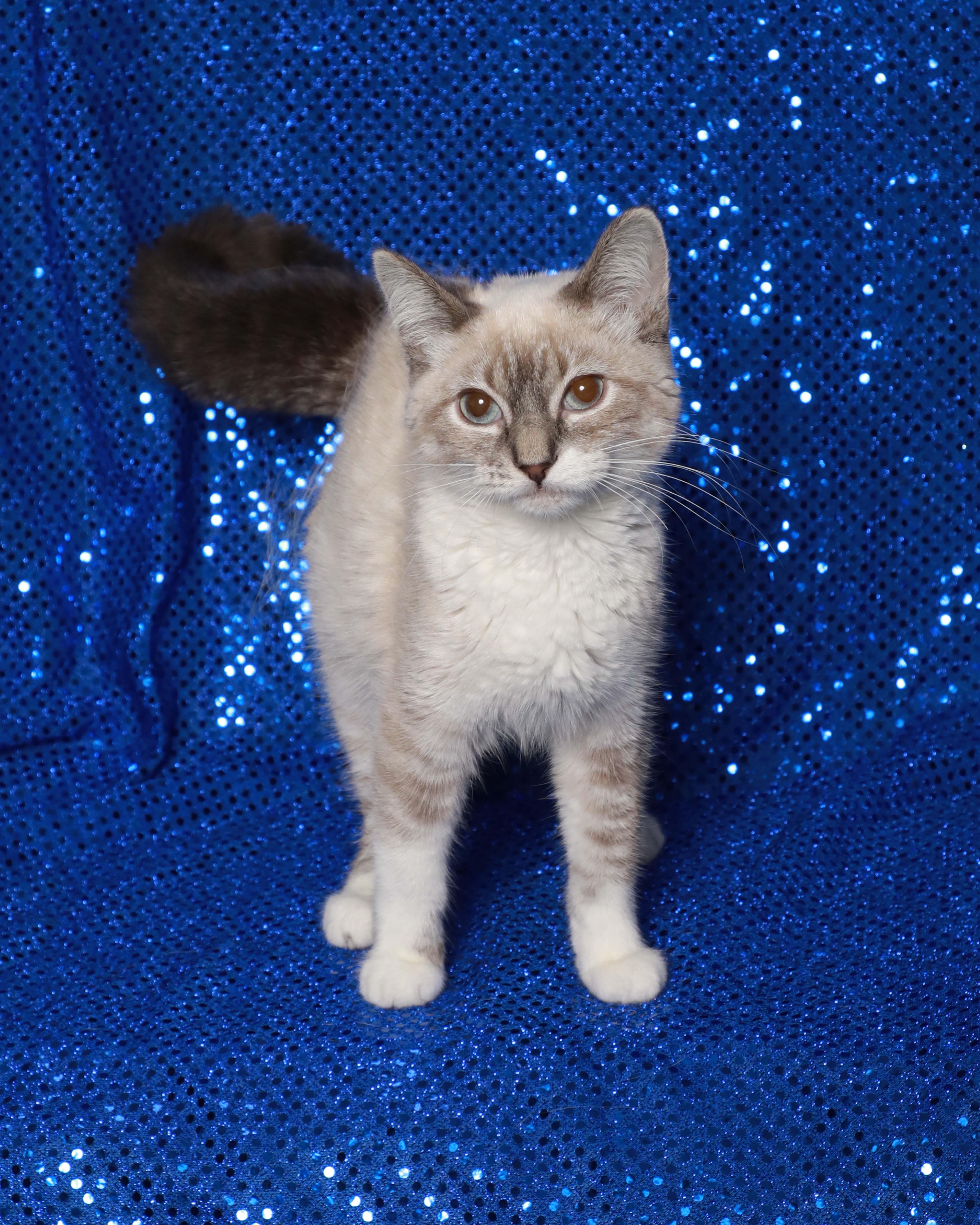 A baby small-sized female Cream / Ivory Siamese cat named Luna for adoption in Rock Falls, IL