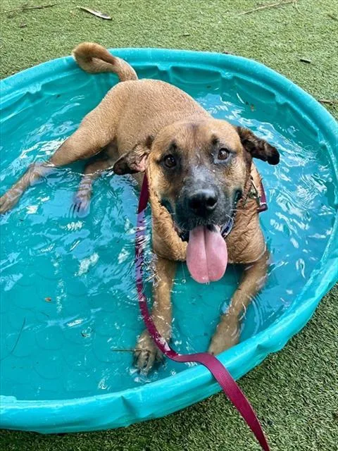 An adult large-sized male Terrier dog named Federico for adoption in Miami, FL
