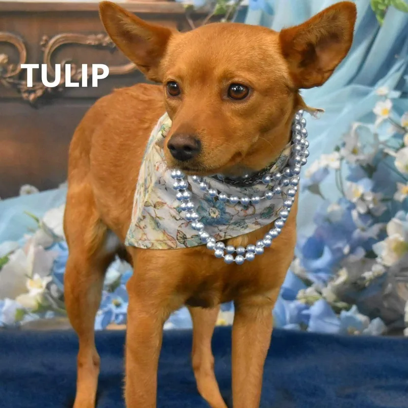 Tulip