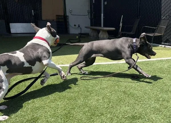 An adult large-sized male Pit Bull Terrier dog named Boba for adoption in El Cajon, CA