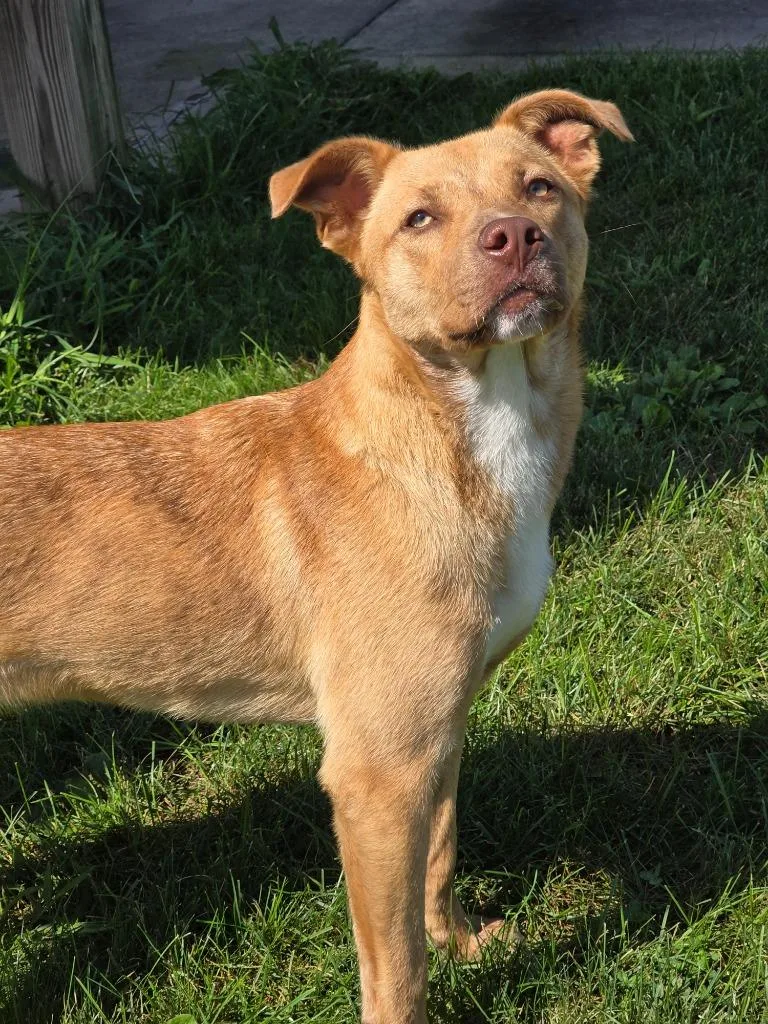 A young medium-sized male Labrador Retriever dog named Kenny for adoption in Huntington, IN