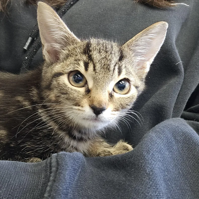A baby medium-sized female Tabby (Brown / Chocolate) Domestic Short Hair cat named Yolanda for adoption in Medfield, MA