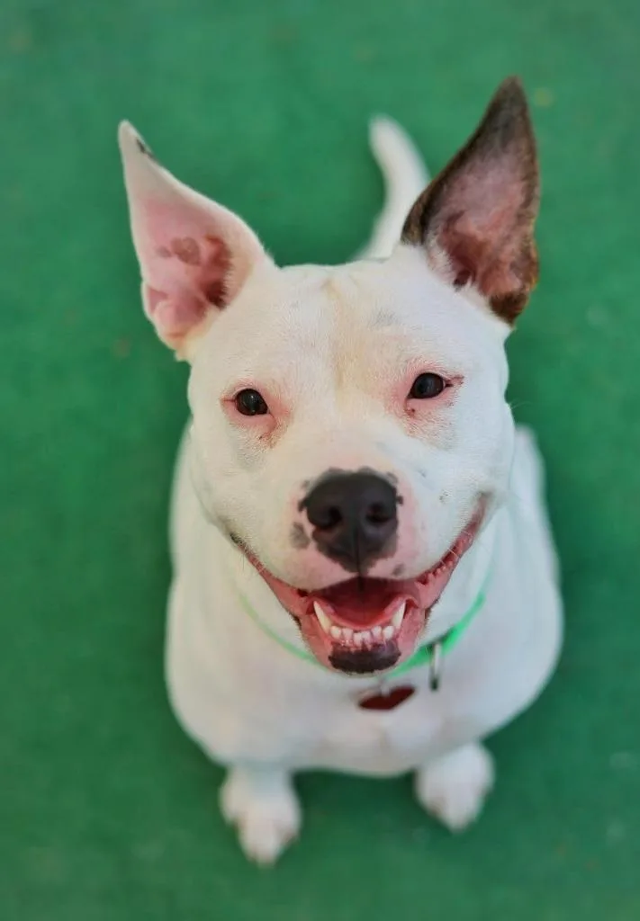 A young large-sized female Mixed Breed dog named Penelope for adoption in Warren, MI