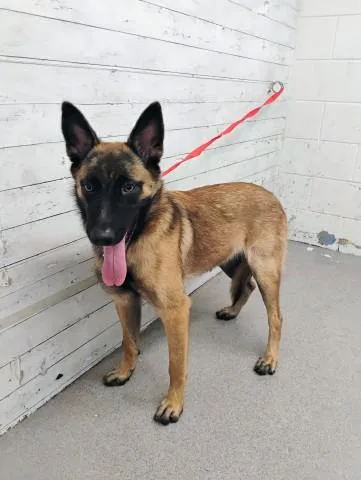 A young large-sized female Belgian Shepherd / Malinois dog named Daisy for adoption in San Bernardino, CA