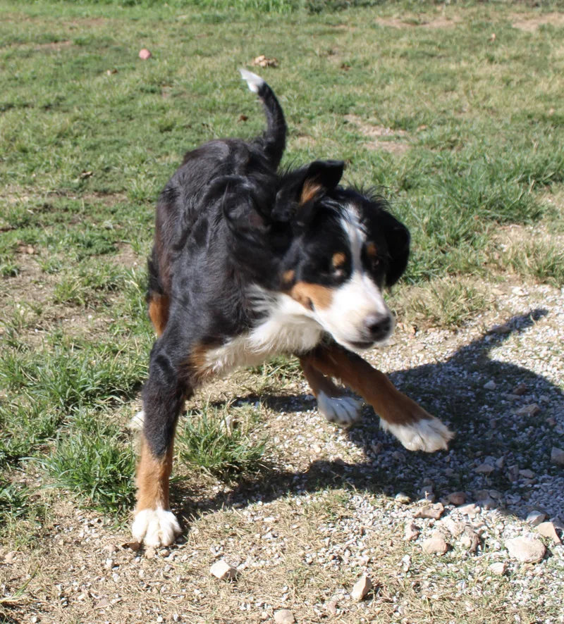 An adult large-sized female Bernese Mountain Dog dog named Denali for adoption in Neosho, MO