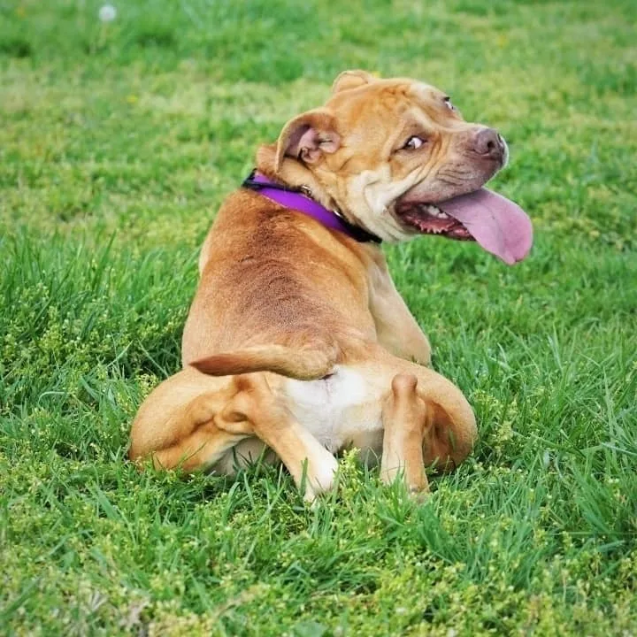 An adult large-sized male Yellow / Tan / Blond / Fawn American Bulldog dog named Royce for adoption in Springfield, MO