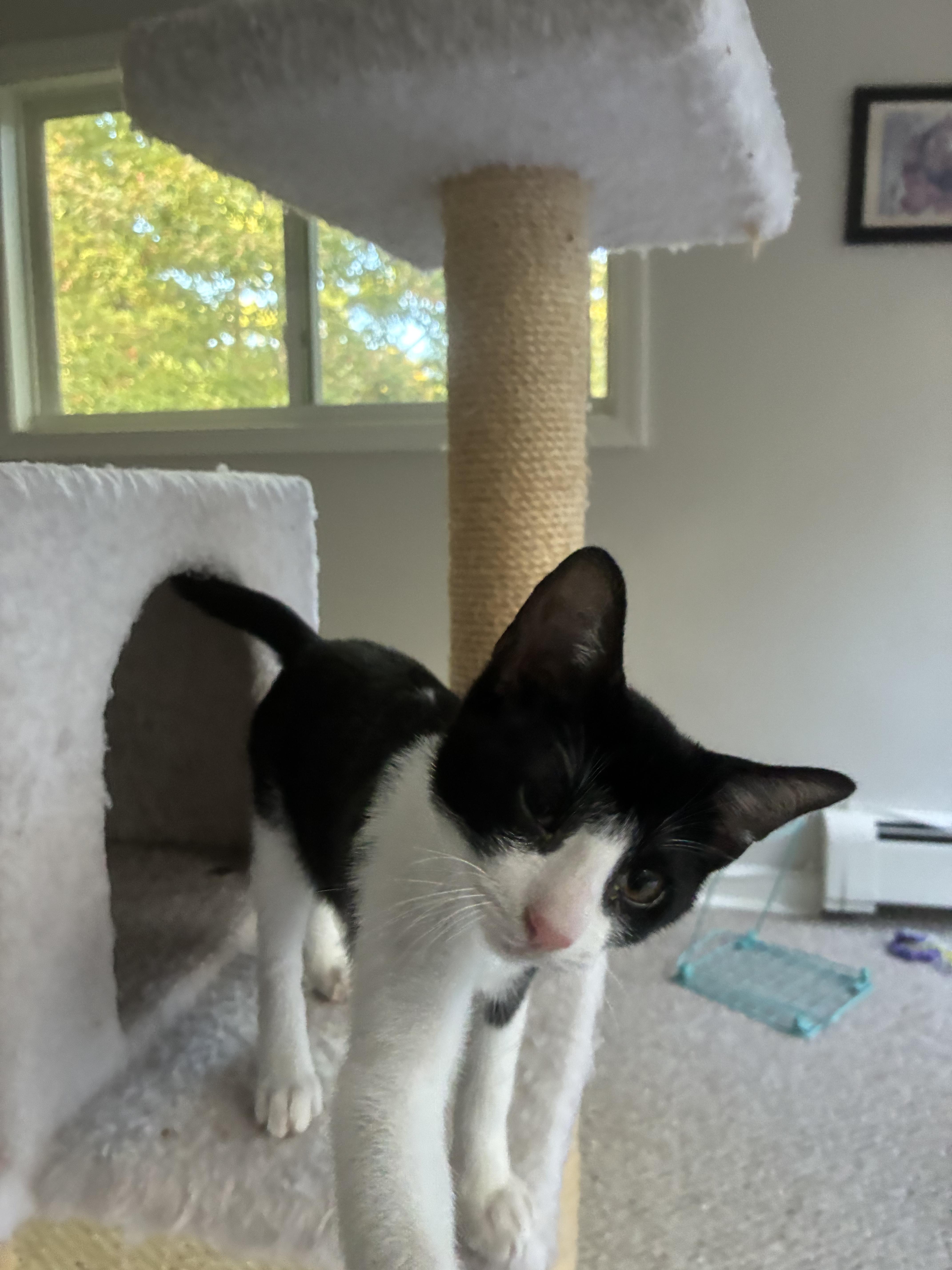 A baby medium-sized male Domestic Short Hair cat named Leo and MJ for adoption in Wellesley, MA
