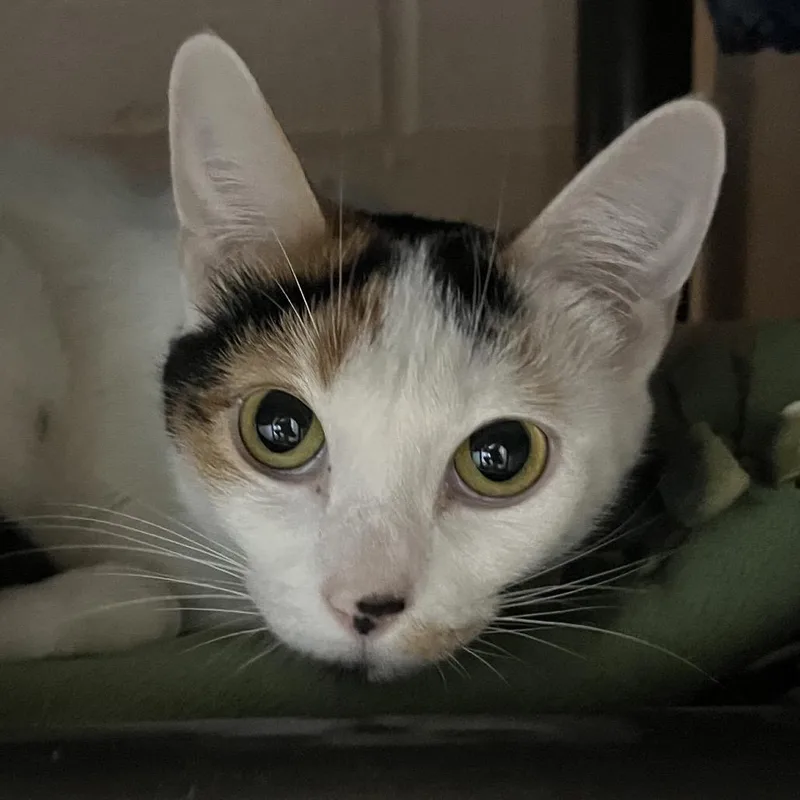 A young medium-sized female White Domestic Short Hair cat named Amelia for adoption in Owosso, MI