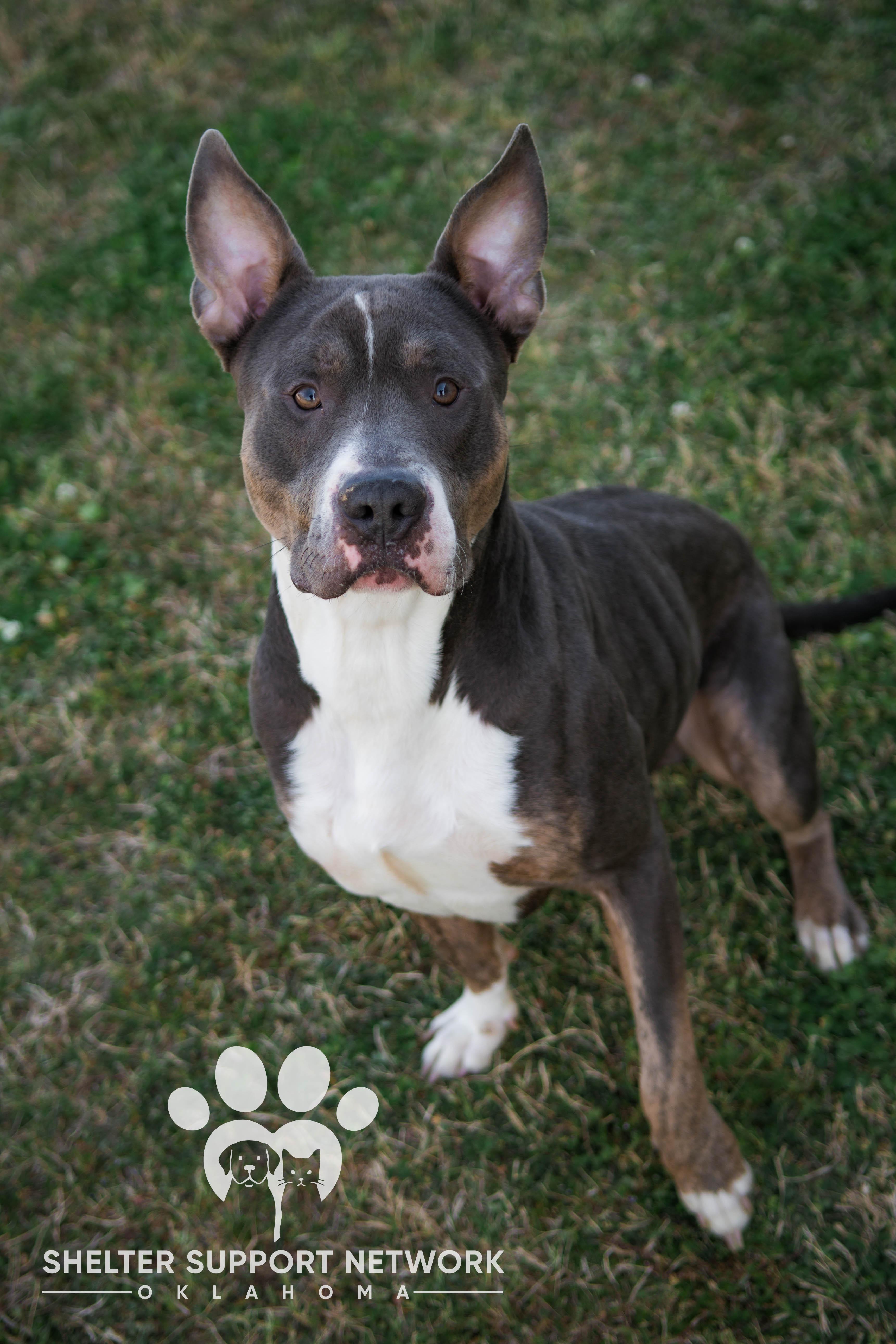 An adult medium-sized male Gray / Blue / Silver Pit Bull Terrier dog named Smokey for adoption in Claremore, OK