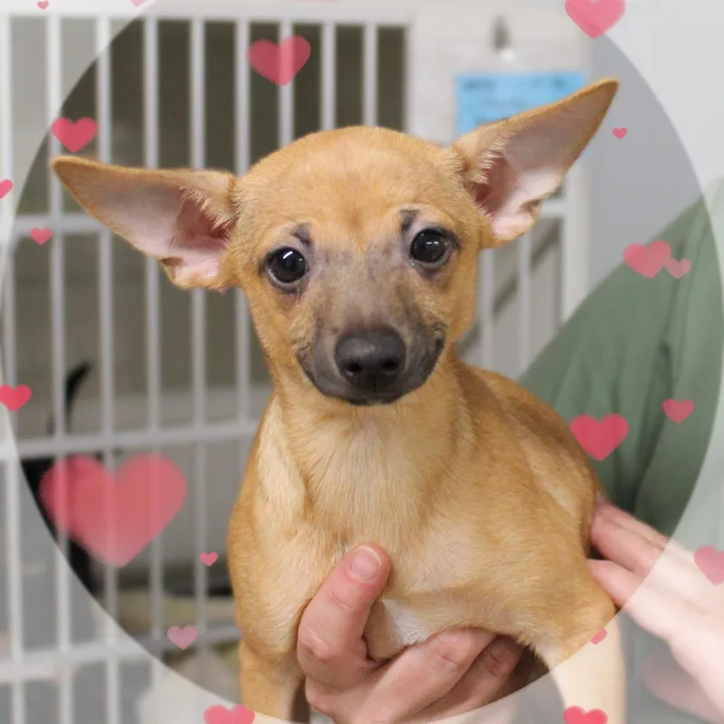 A baby small-sized male Yellow / Tan / Blond / Fawn Chihuahua dog named Peppy for adoption in Amelia, OH