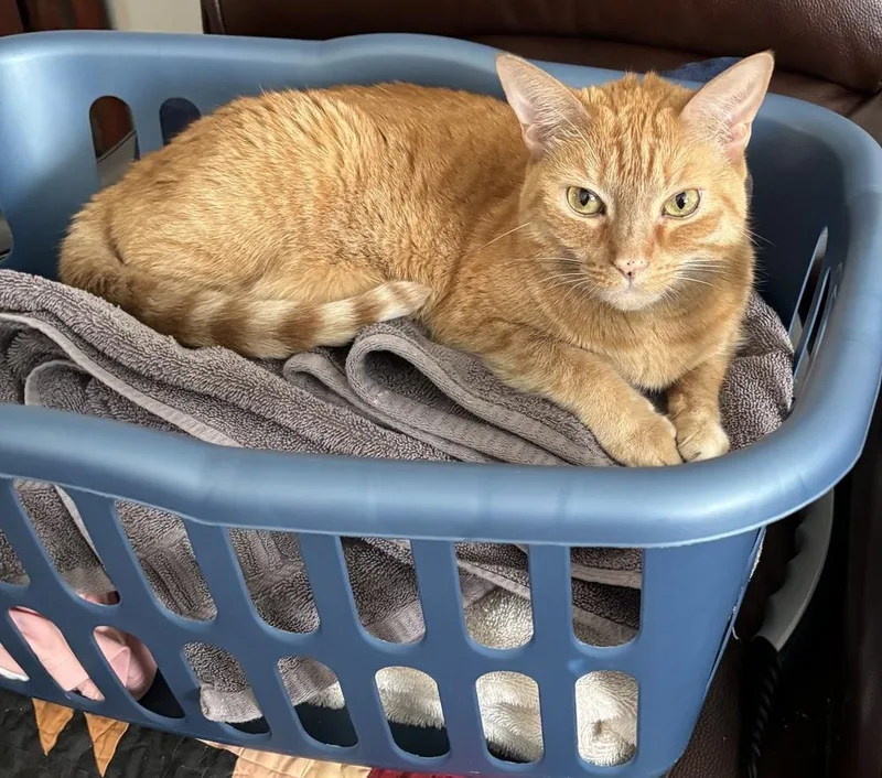 A senior medium-sized female Tabby (Orange / Red) Domestic Short Hair cat named Ginger for adoption in Virginia Beach, VA