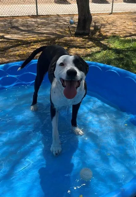 An adult medium-sized female Pit Bull Terrier dog named Yingyang for adoption in Thousand Palms, CA