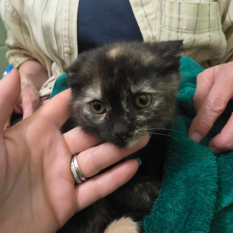 A baby medium-sized female Tortoiseshell cat named Gigie for adoption in Chicago, IL