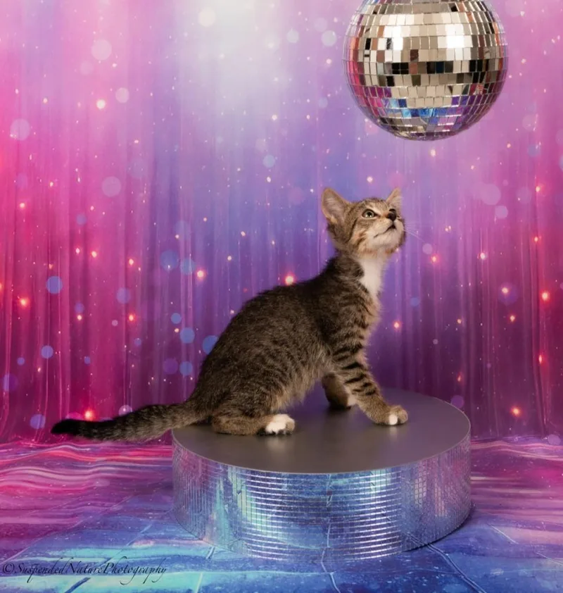 A baby small-sized male Domestic Short Hair cat named Rio for adoption in San Jacinto, CA