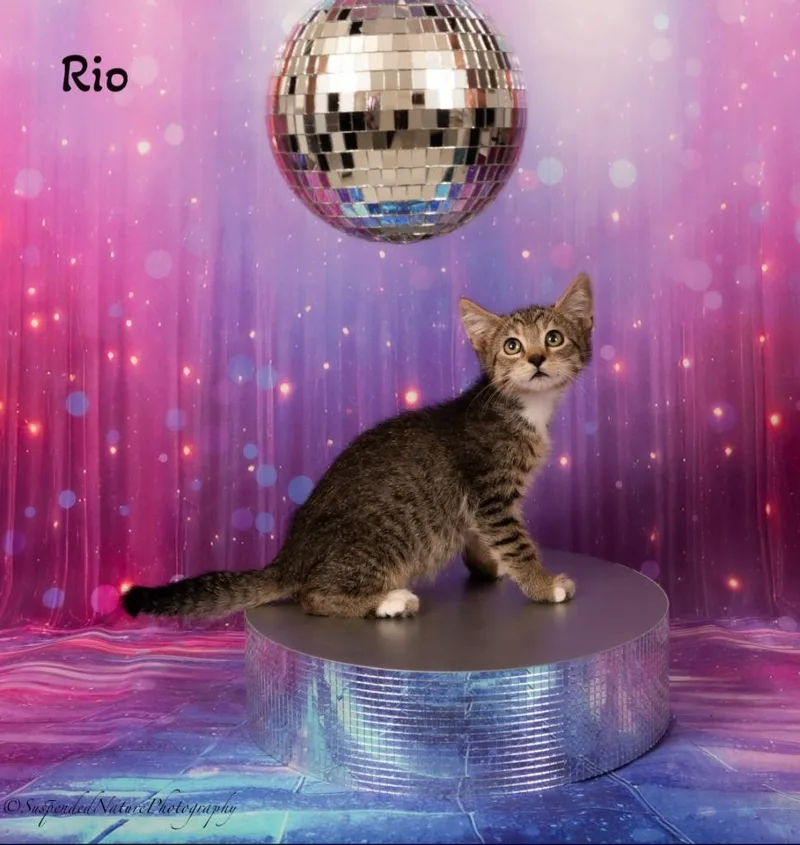 Rio thumbnail 5