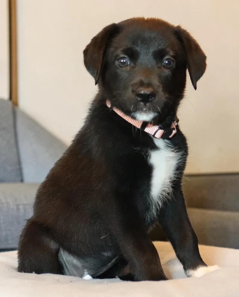 A baby medium-sized female Mixed Breed dog named Kuromi for adoption in Mesa, AZ