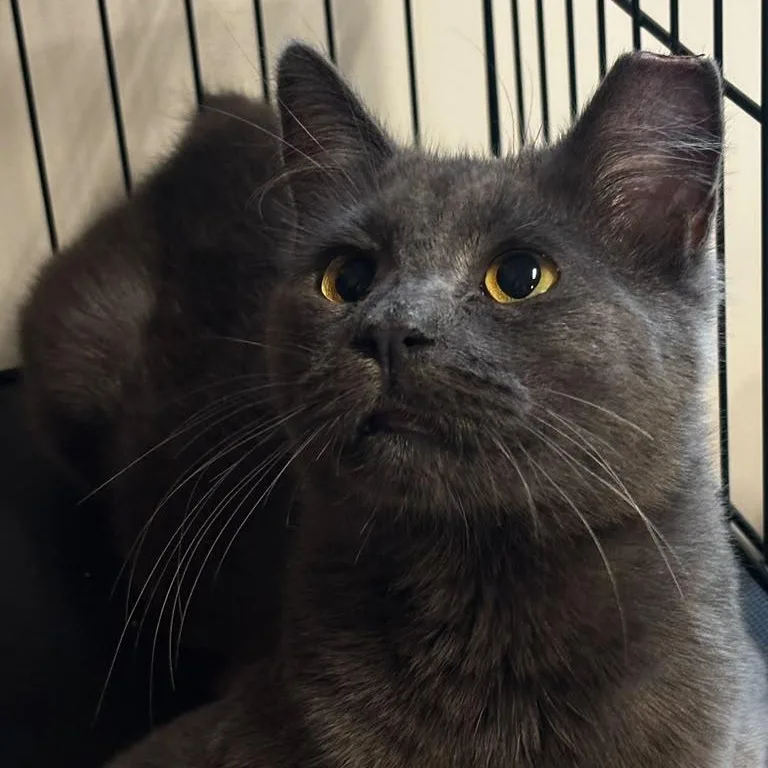 An adult medium-sized male Smoke Domestic Short Hair cat named Pearmain for adoption in Montclair, NJ