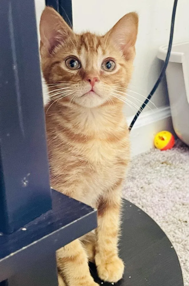 Bobby