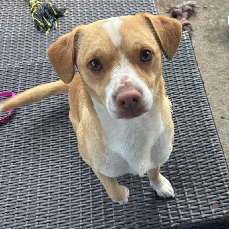 An adult small-sized male Yellow / Tan / Blond / Fawn Terrier dog named Olaf for adoption in Manvel, TX