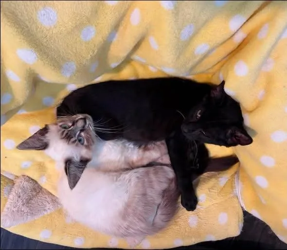 A baby small-sized male Siamese cat named Bean & Carmel for adoption in Wilmington, NC