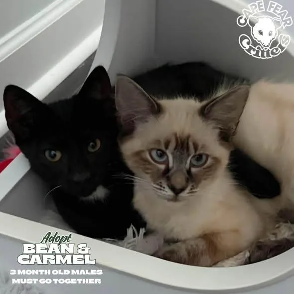 Bean & Carmel thumbnail 2