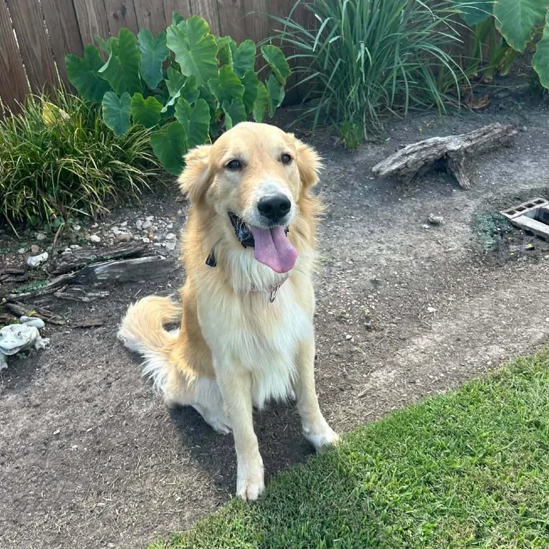 An adult large-sized male Golden Retriever dog named FlapJack D for adoption in Princeton, MN