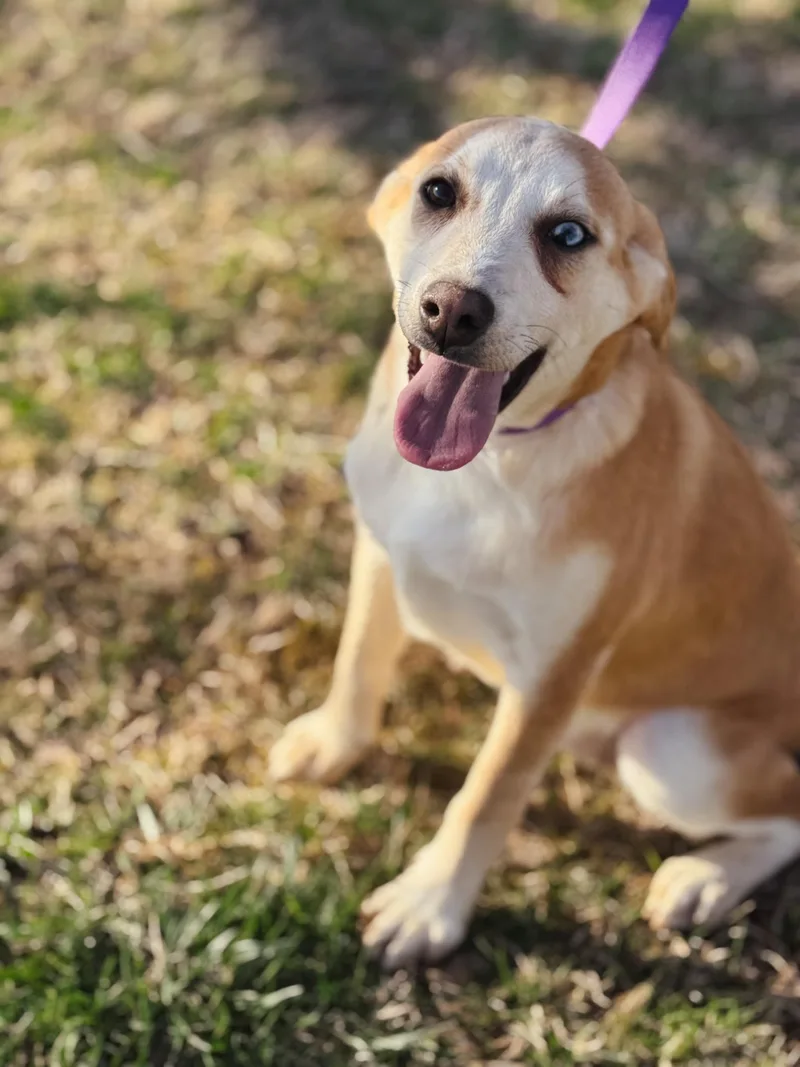 Skyla  Transport thumbnail 3