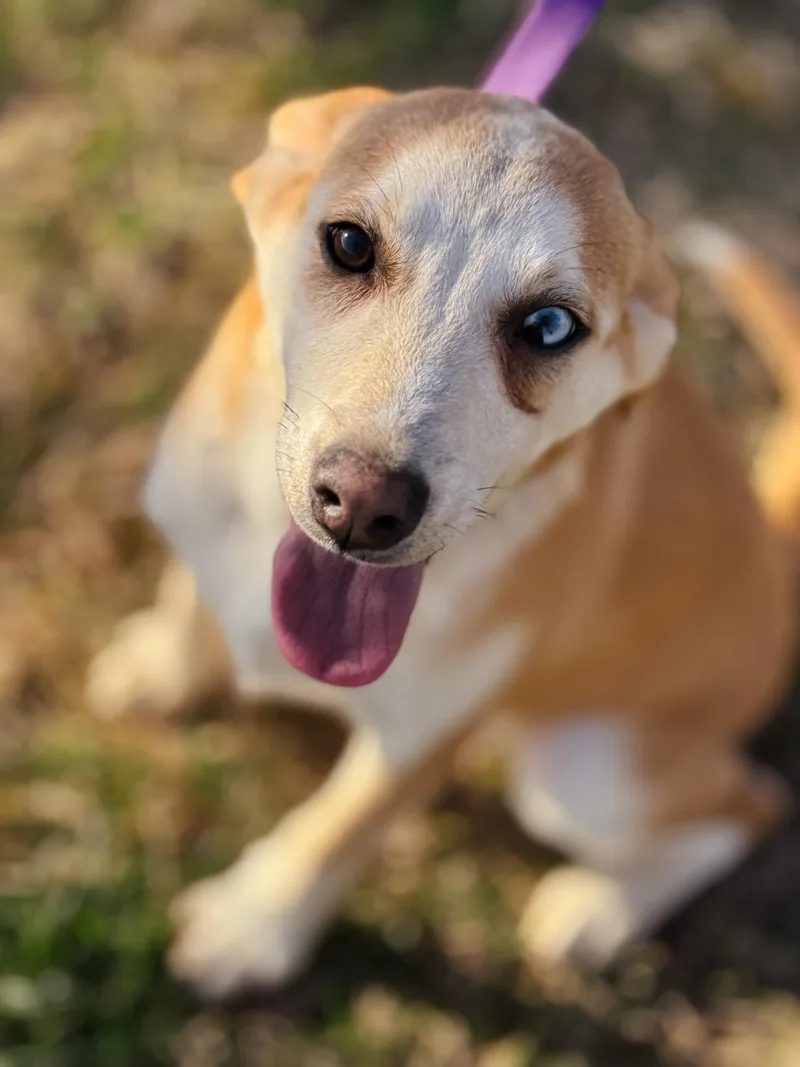 Skyla  Transport thumbnail 5