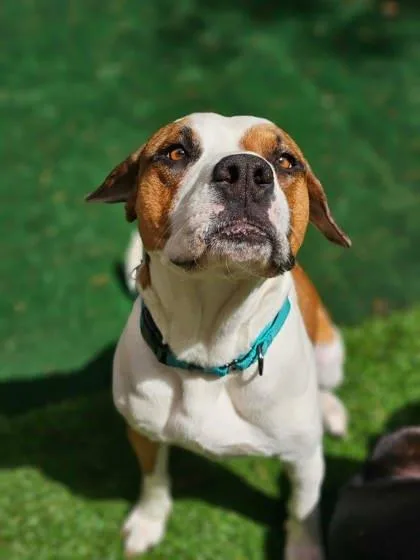 An adult large-sized male Mixed Breed dog named Blake for adoption in St. Anne, IL